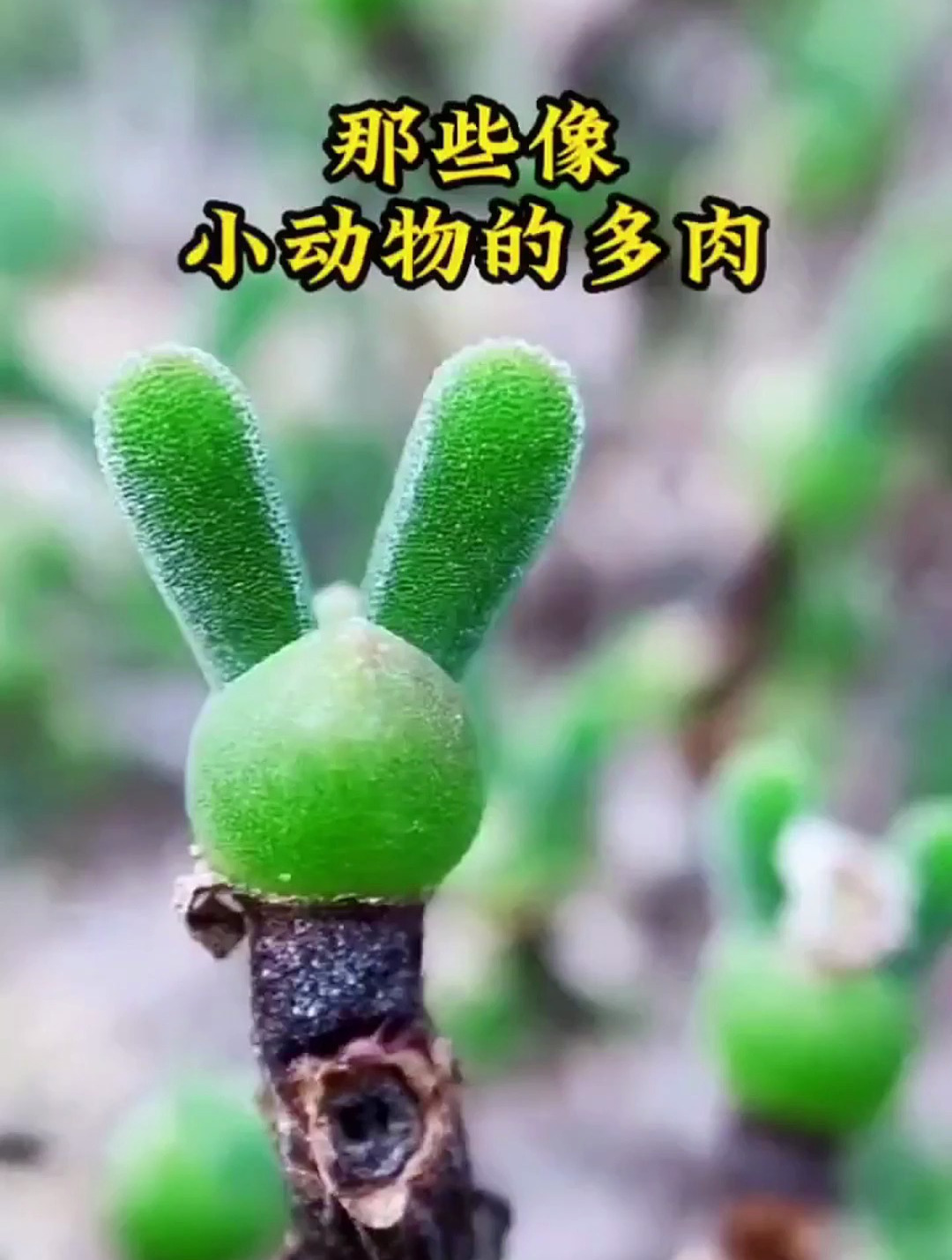 看起来像小动物的多肉~