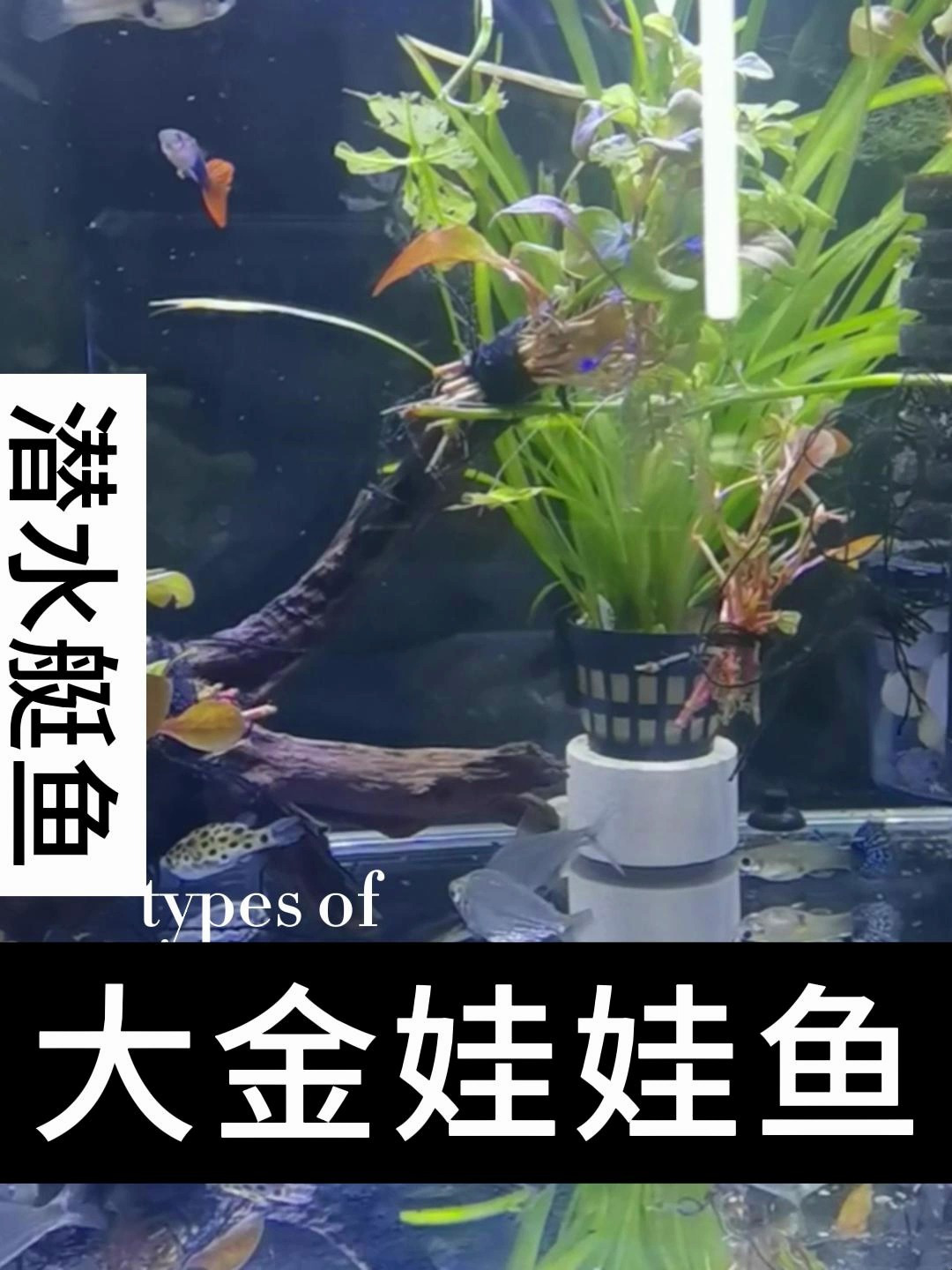 潜水艇鱼生活在热带的淡水鱼及汽水域底层,又叫绿河豚