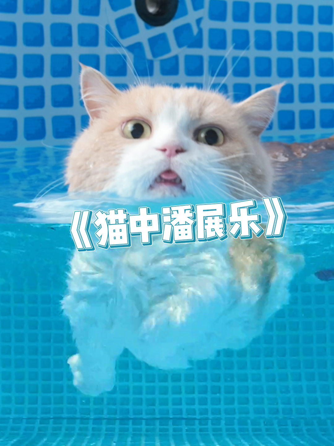 天呐!短腿猫都这么会游泳的嘛?!