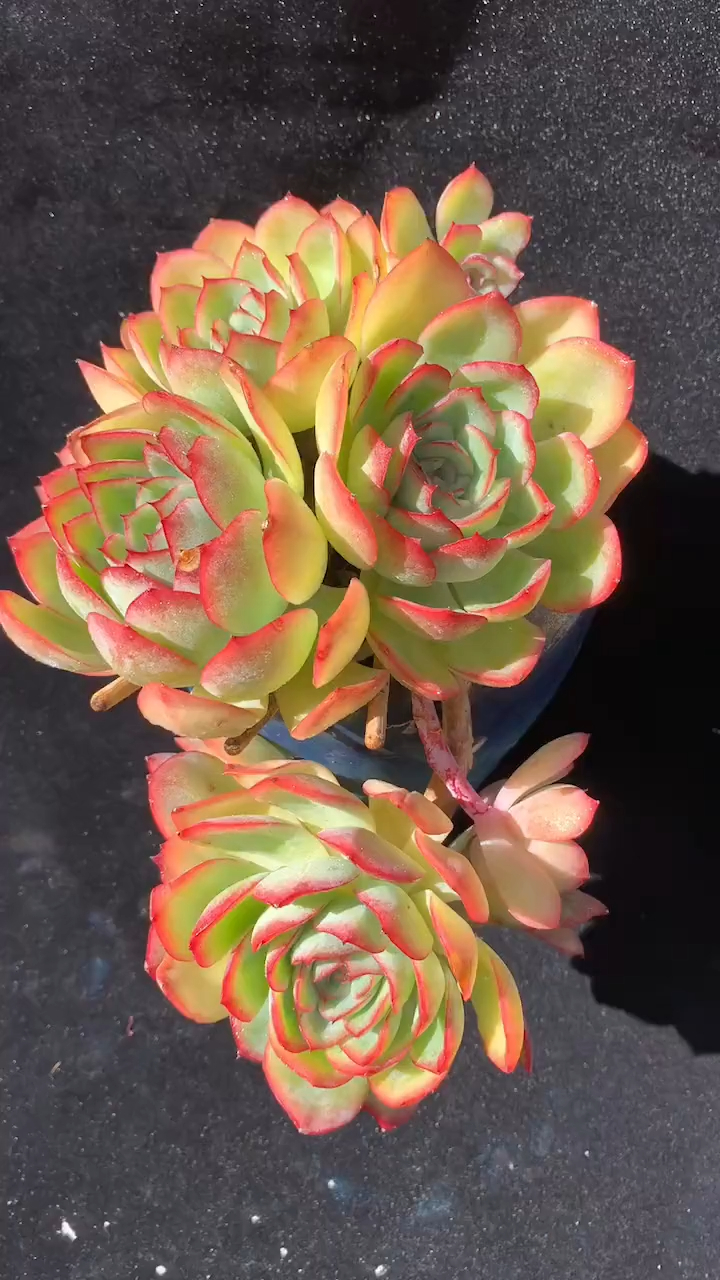 大棚露养多肉植物展示 晨露系列 群生 手捧花