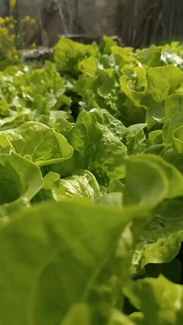 老母亲的小菜园,我的莴笋视频素材(20210403004)