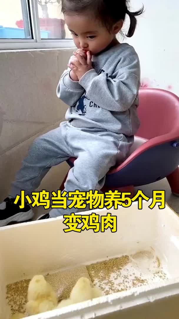 山东青岛 小鸡当宠物养5个月变鸡肉,女子:没想能长这么大,每天都要当铲屎官