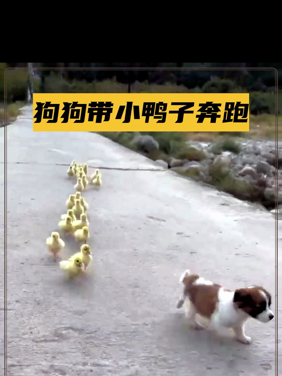 狗狗带着小鸭子快乐地奔跑
