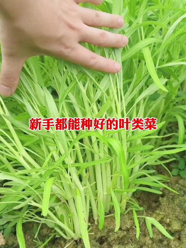 家庭露天种植空心菜,半个月就能采收,吃都吃不完