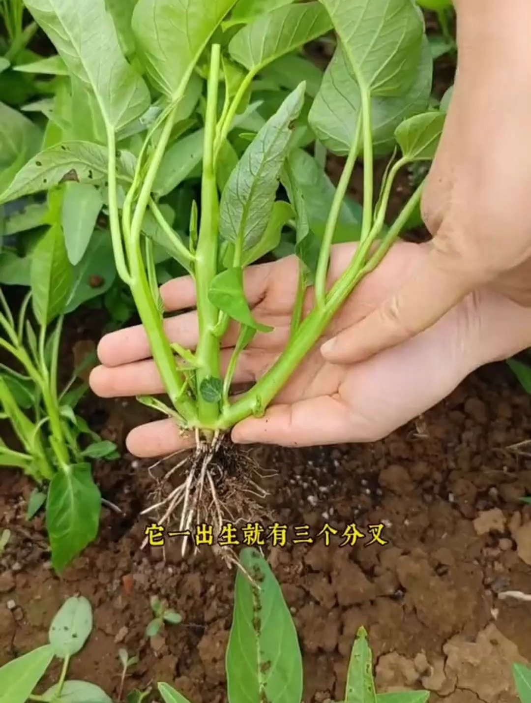 这可不是普通的空心菜,这叫三叉空心菜,产量是普通空心菜的三倍