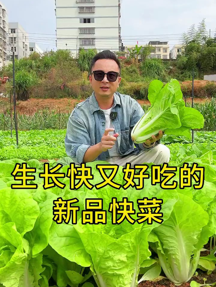 暴雨都打不坏的生菜品种,叶片翠绿挺拔,耐热耐旱长得快