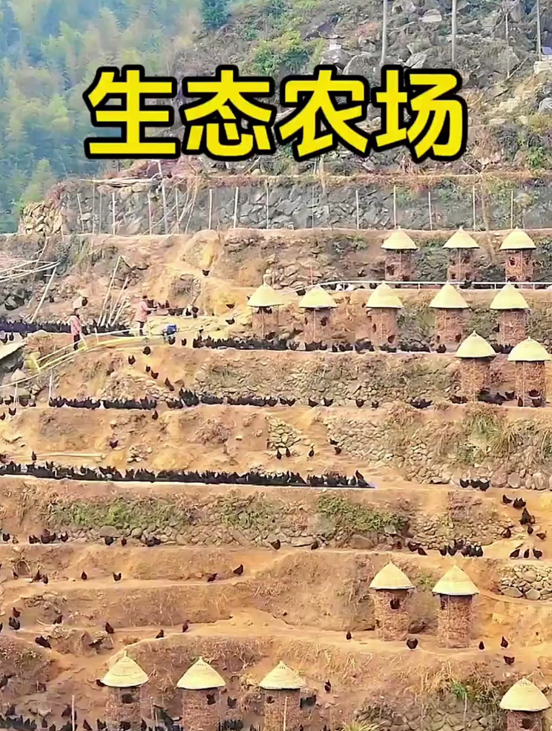这也许就是跑山鸡卖的贵的原因吧