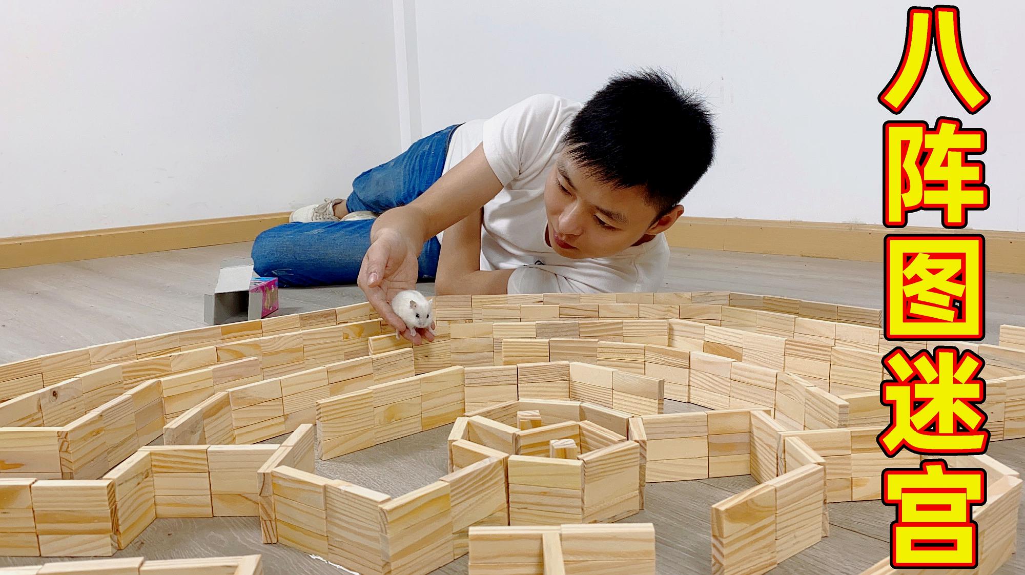 [图]小伙用960块积木做了个八阵图迷宫，将一只小仓鼠放进去会怎样？