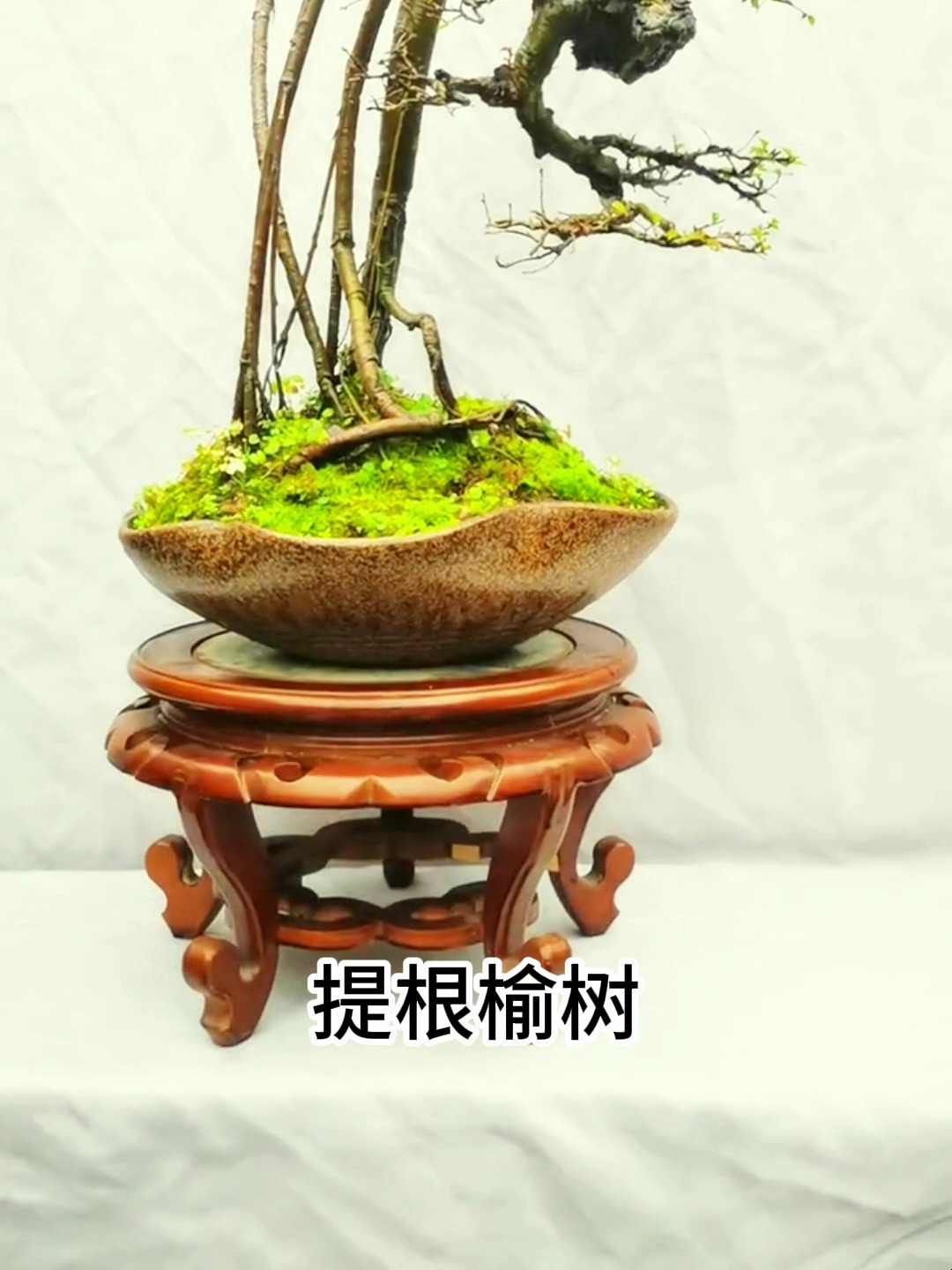 提根榆树盆景欣赏!