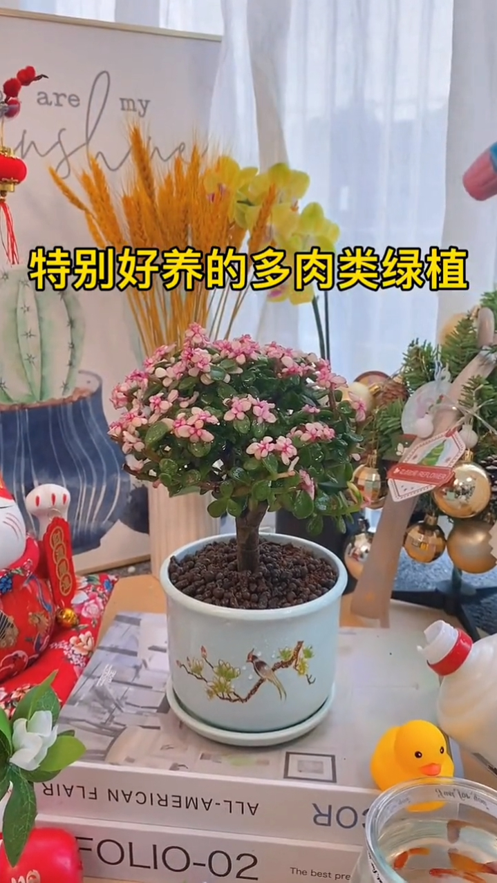 金枝玉叶又叫金玉满堂。寓意美好还好养易活。一年365天都带花