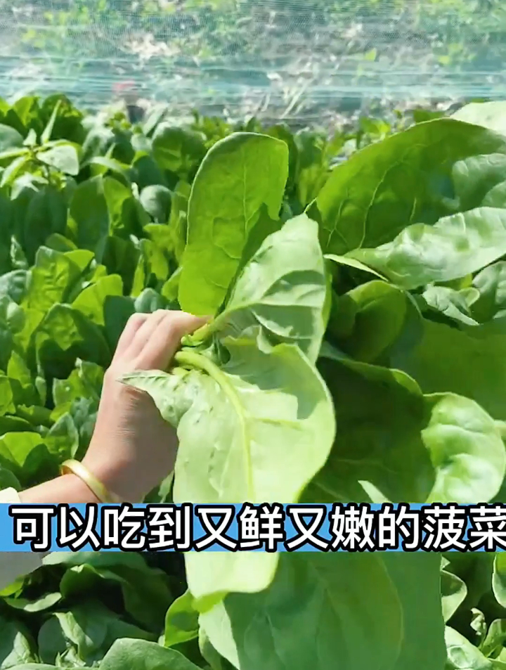 农村老王种菠菜有妙招,这一个步骤很关键,出苗旺盛全靠它!