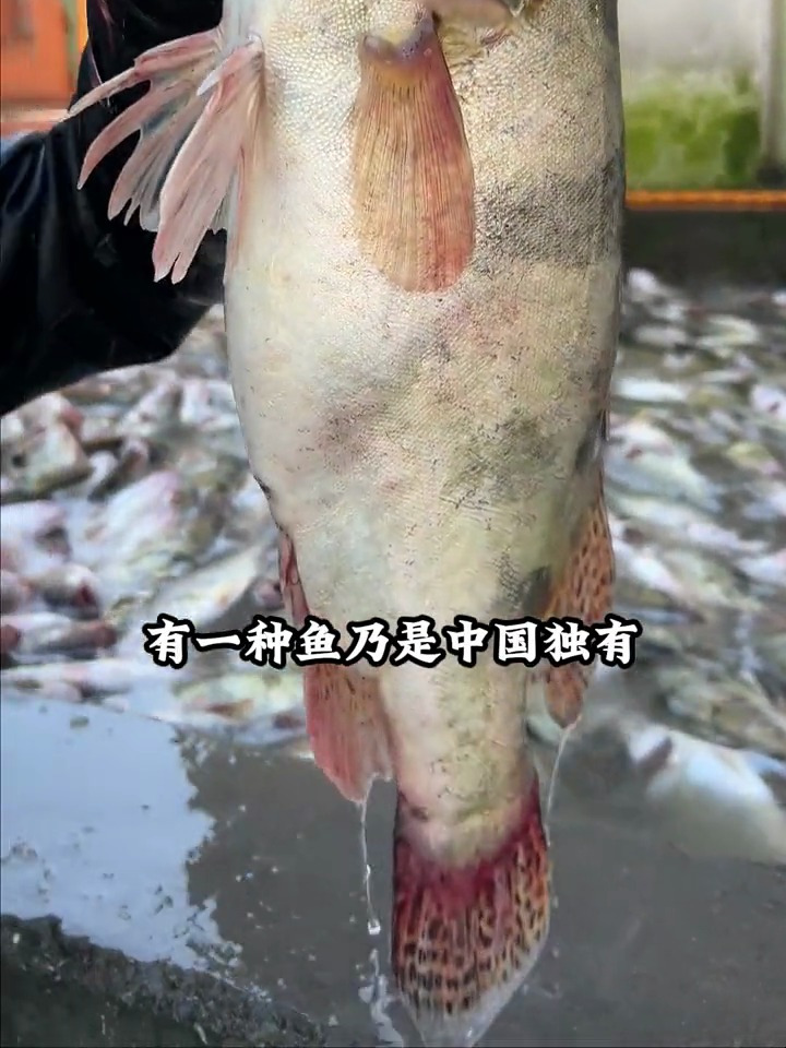 这个中国独有的淡水鱼,闻着臭吃着香,你们吃过吗?