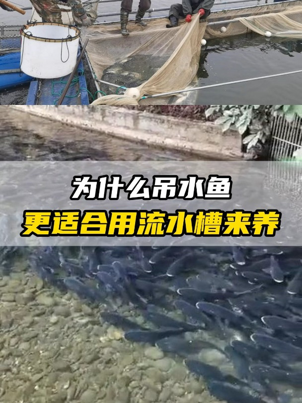 为什么吊水鱼更适合用流水槽来养?