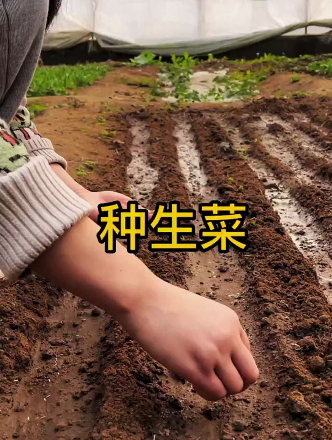 都说生菜不好种,那是你的方法不对,赶紧来看看吧
