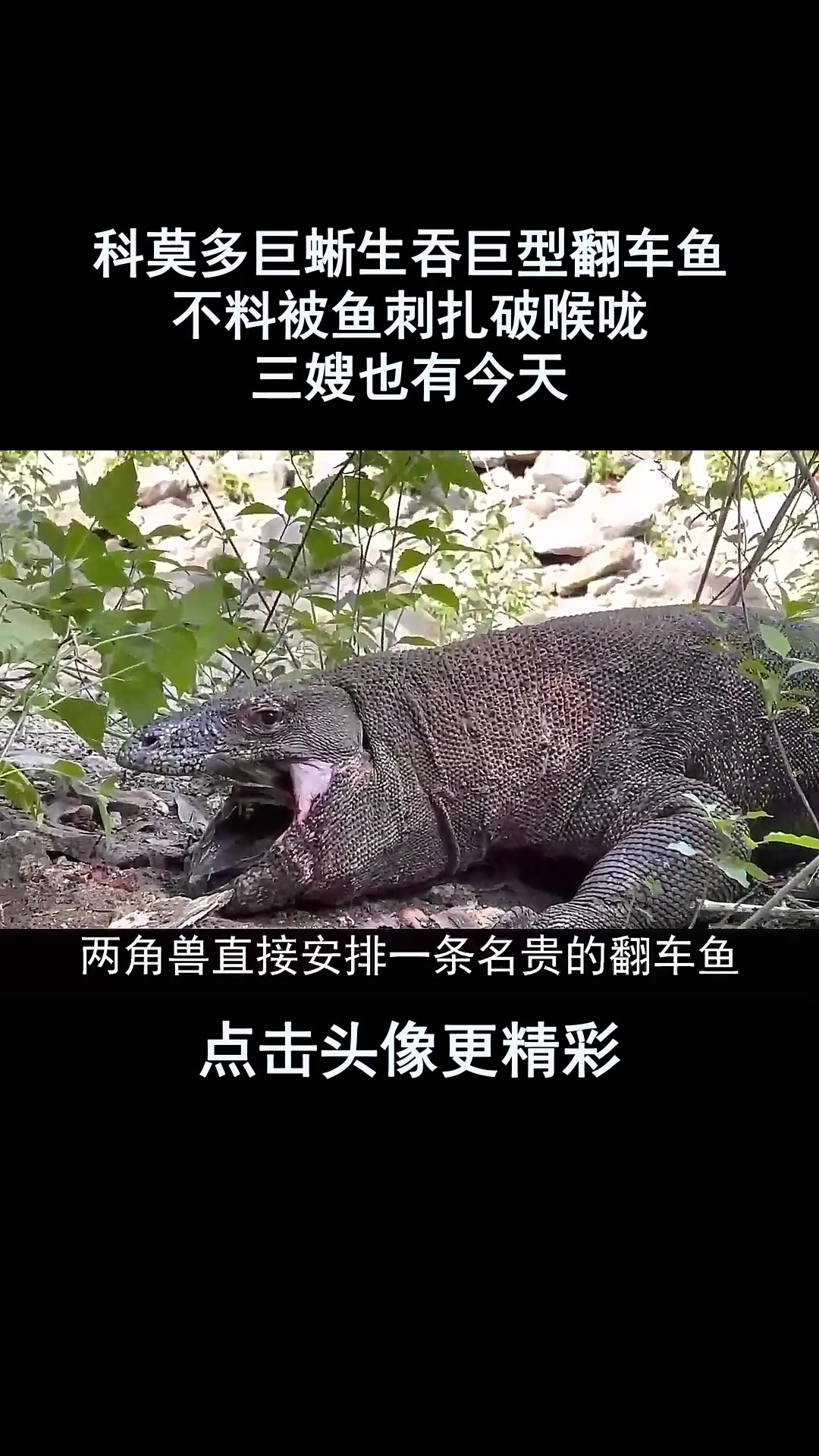 科莫多巨蜥生吞巨型翻车鱼,不料被鱼刺扎破喉咙,三嫂也有今天
