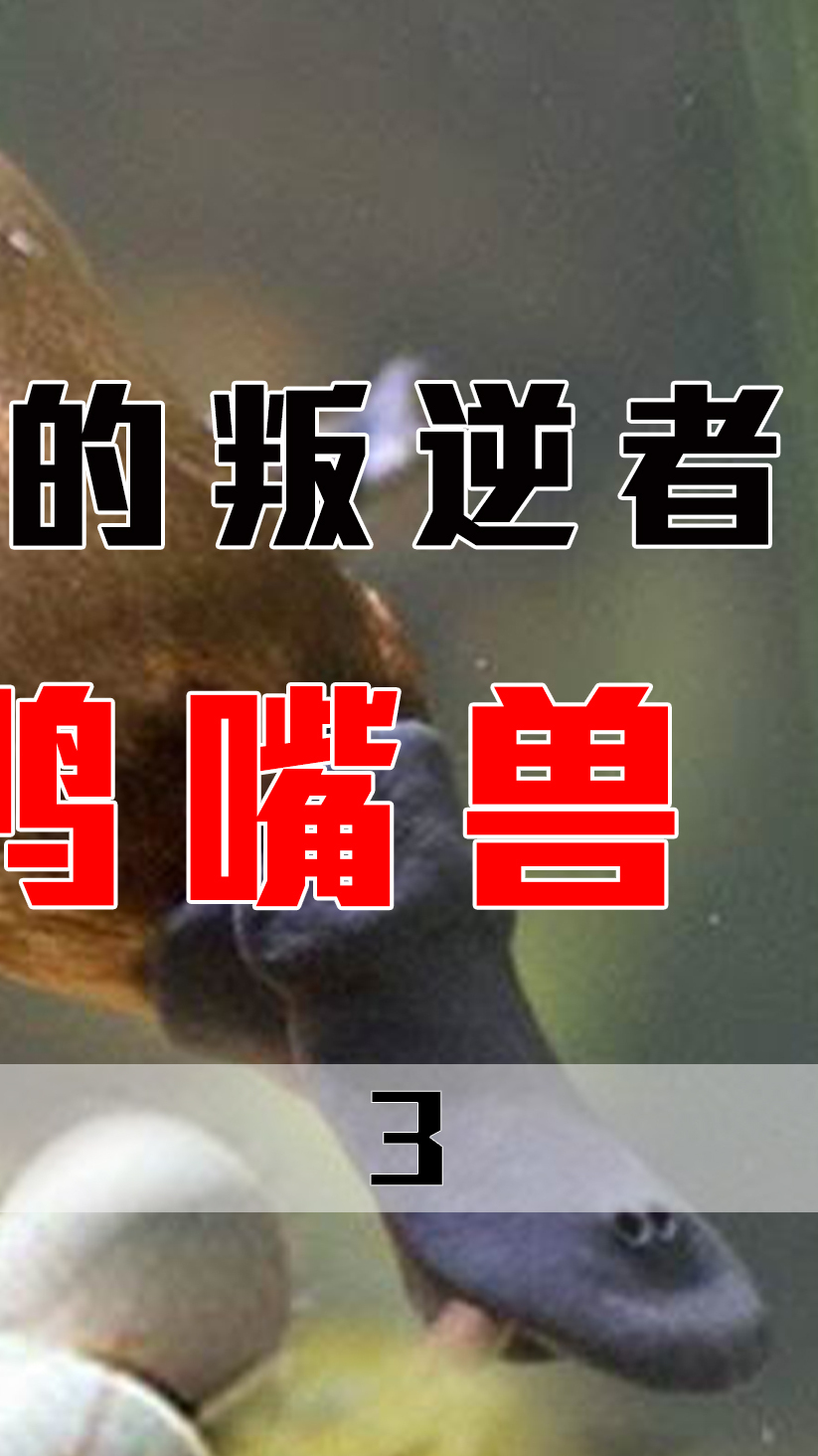 进化论中的叛逆者,活化石里的缝合怪鸭嘴兽,既能产奶又会下蛋?
