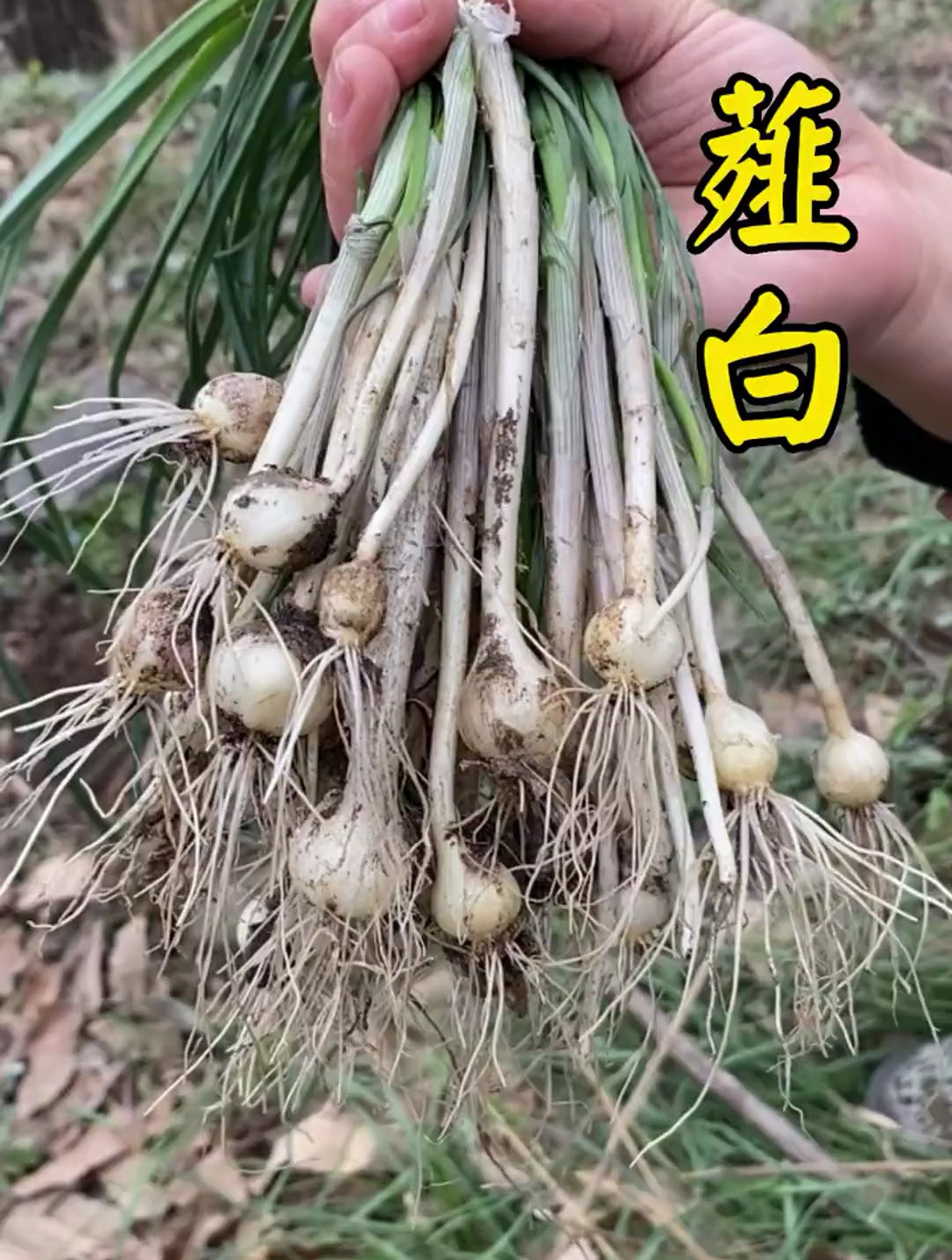 薤白,又名小蒜,野葱等,是一种非常美味的野菜