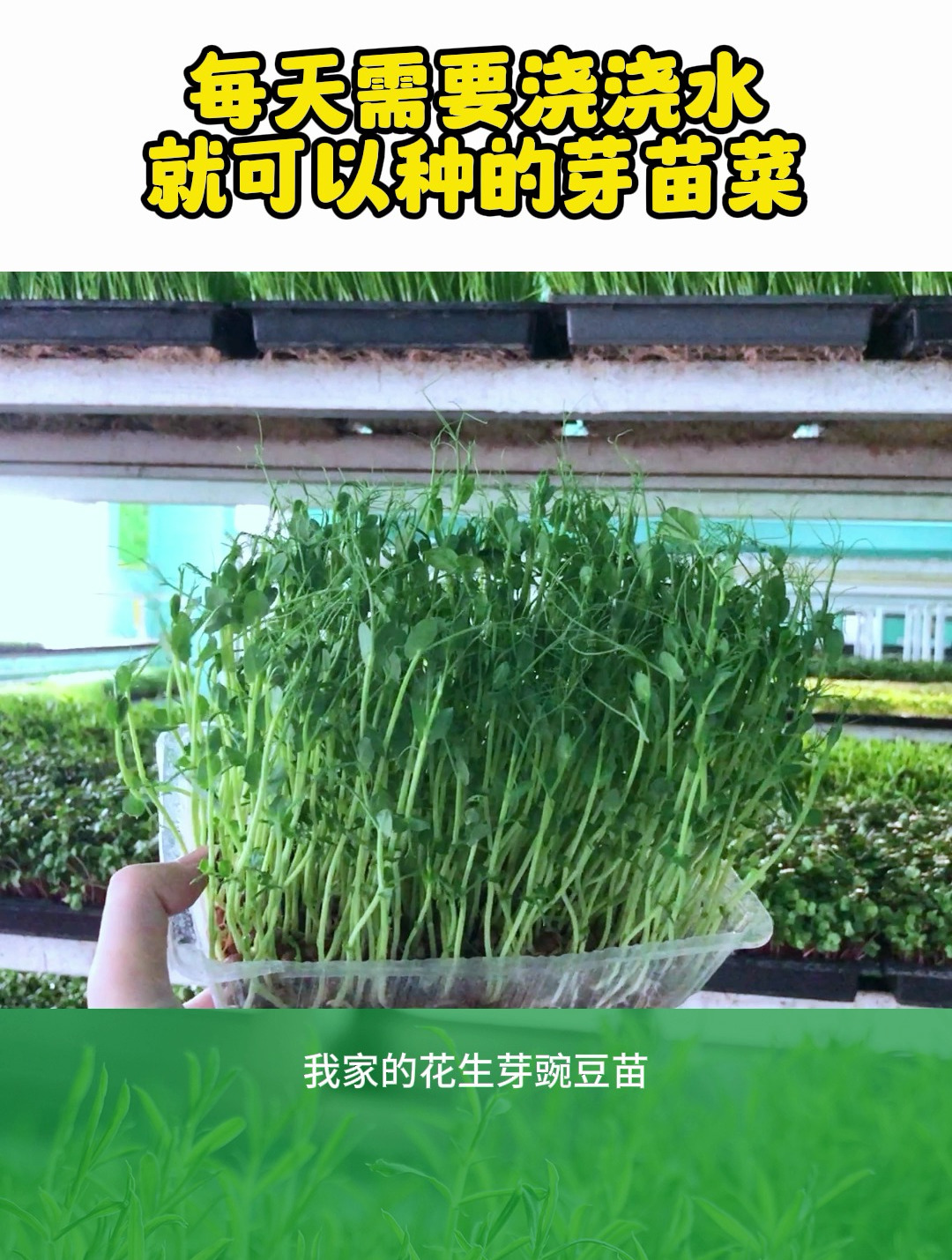 每天浇浇水,就能够在家种的芽苗菜