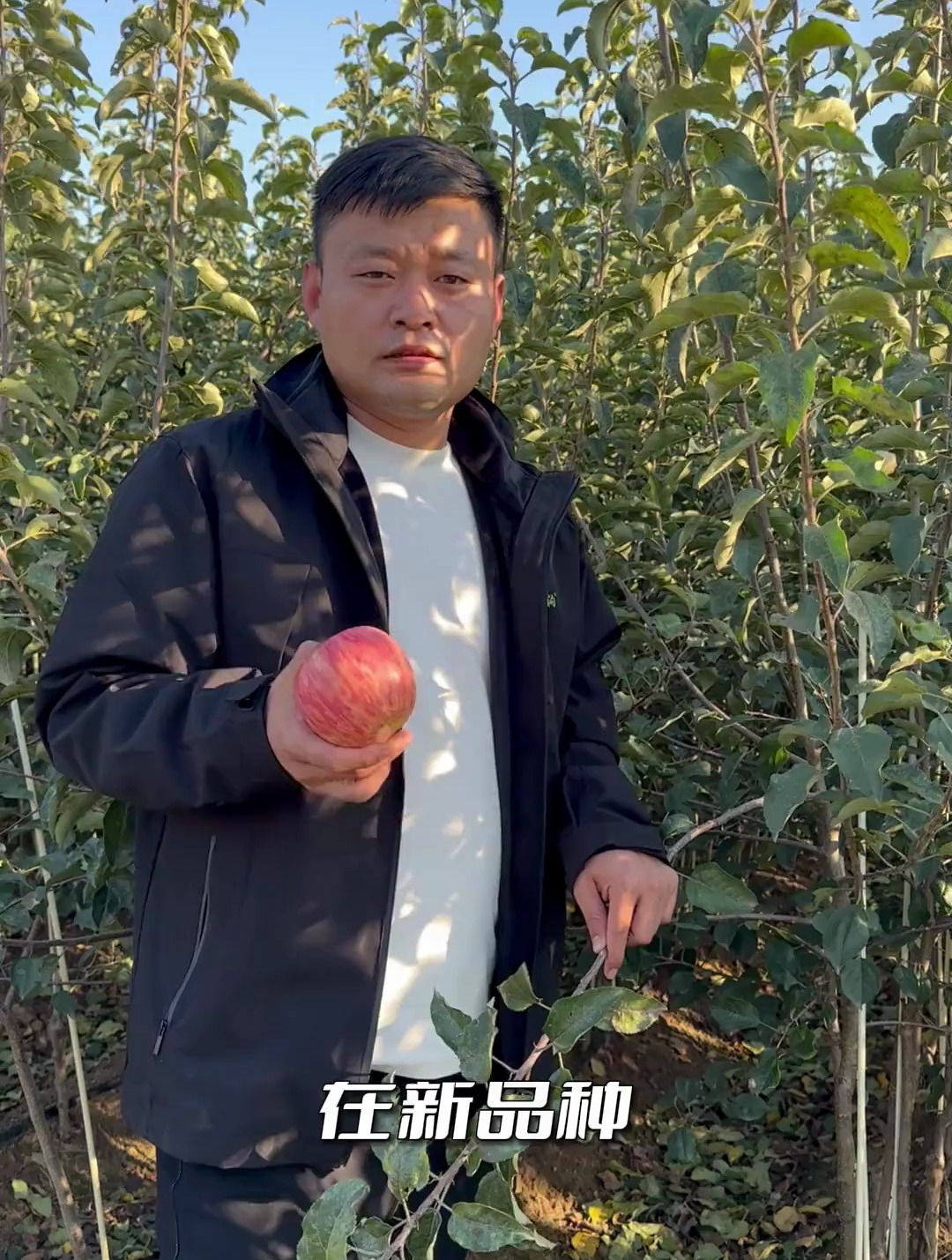 鸡血红白底宽条纹,小草沟新2001富士,高档条纹的不二之选