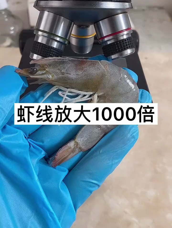 吃小龙虾需要去虾线吗?用显微镜放大后,毛骨茸然了!