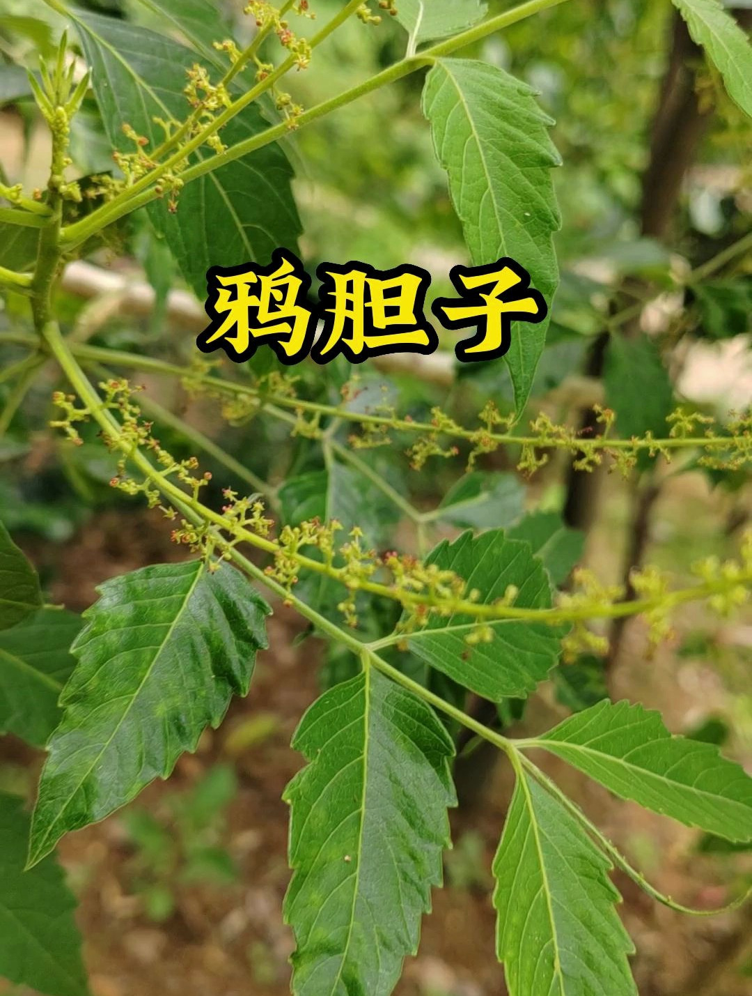 好的药材太少人知道?鸦胆子对肺脑消化道及肝转,疣鸡眼都有作用