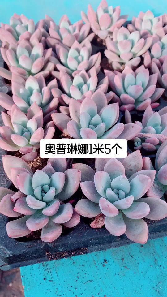 奥普琳娜:多肉植物界的温柔仙子