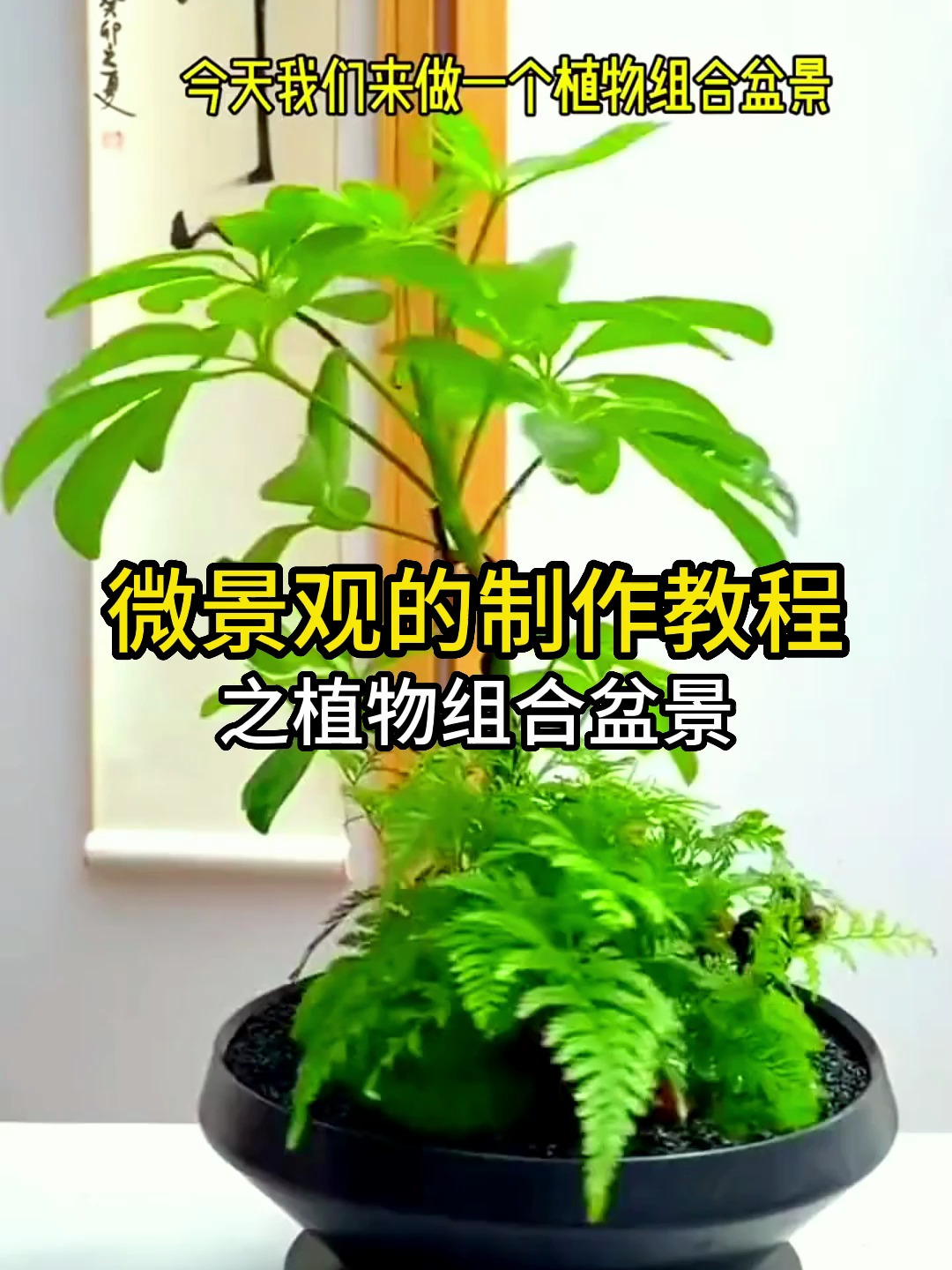 植物的组合盆景你知道怎么做吗?我来手把手教你!