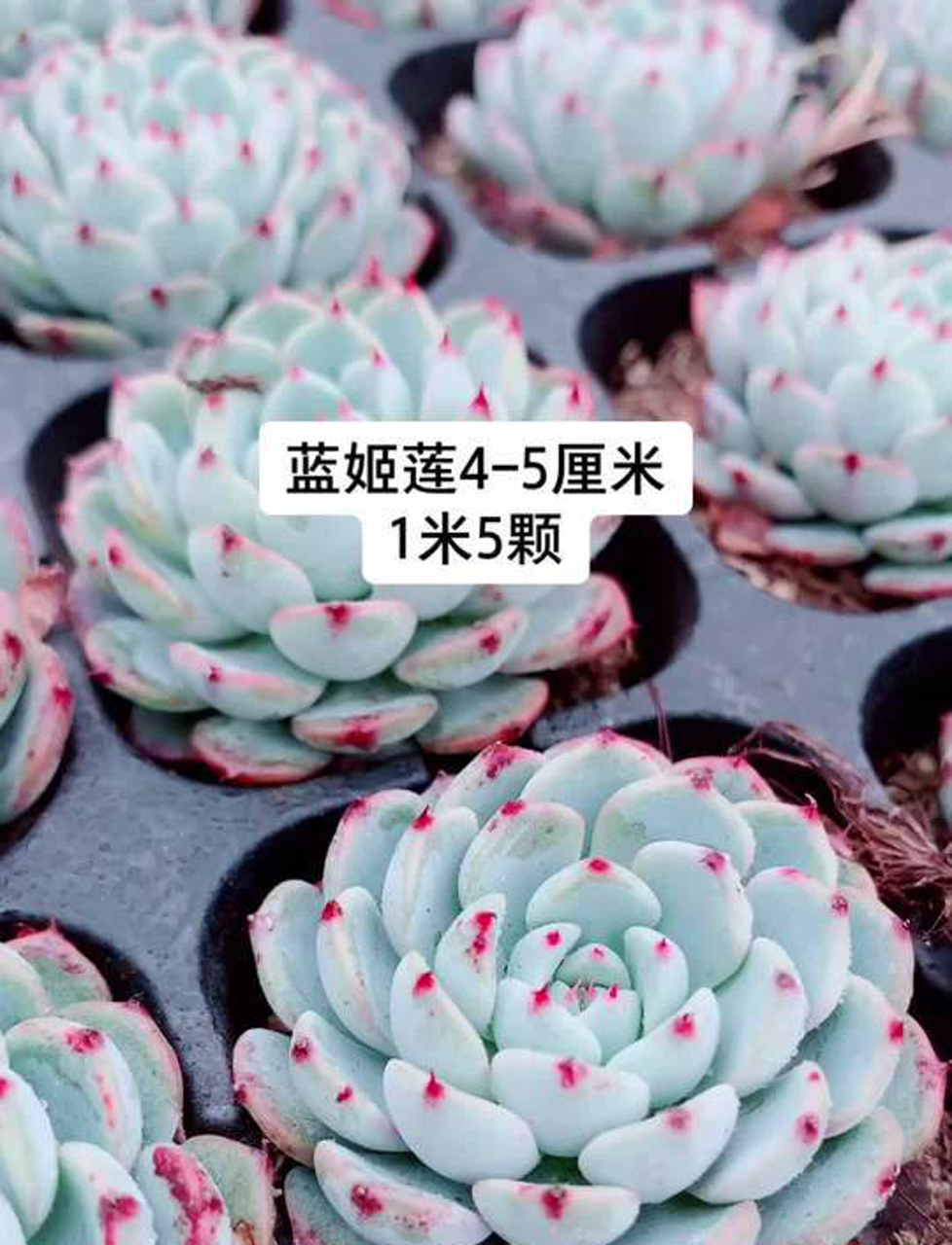 蓝姬莲这种多肉植物,你了解吗?