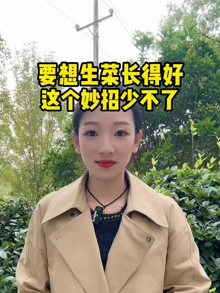 生菜种植有技巧,播种前种子泡水2小时,出苗快还没有苦味