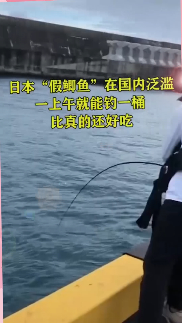 日本假鲫鱼在国内泛滥,一上午就能钓一桶,比真的还好吃