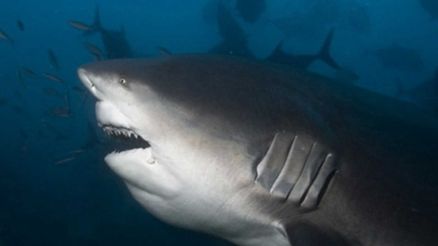 地球上最好斗的鲨鱼,大白鲨也不是它的对手,生物学家一致认可