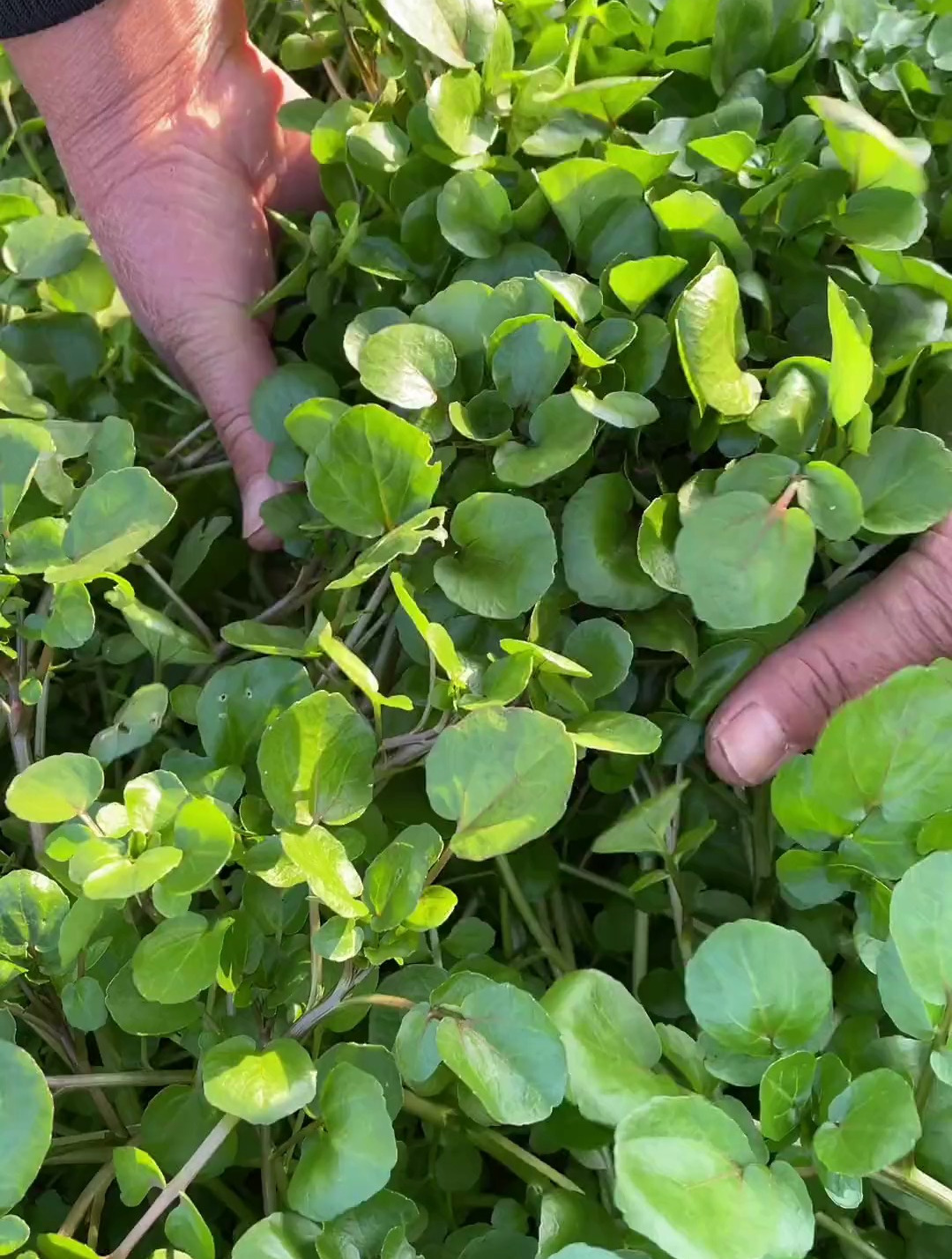 终于吃上妈妈包的水芥菜饺子啦!嘎嘎香!冬天的水芥菜又嫩又干净
