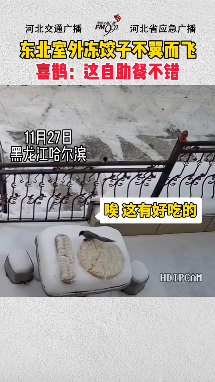 东北室外冻饺子不翼而飞 喜鹊:这自助餐不错