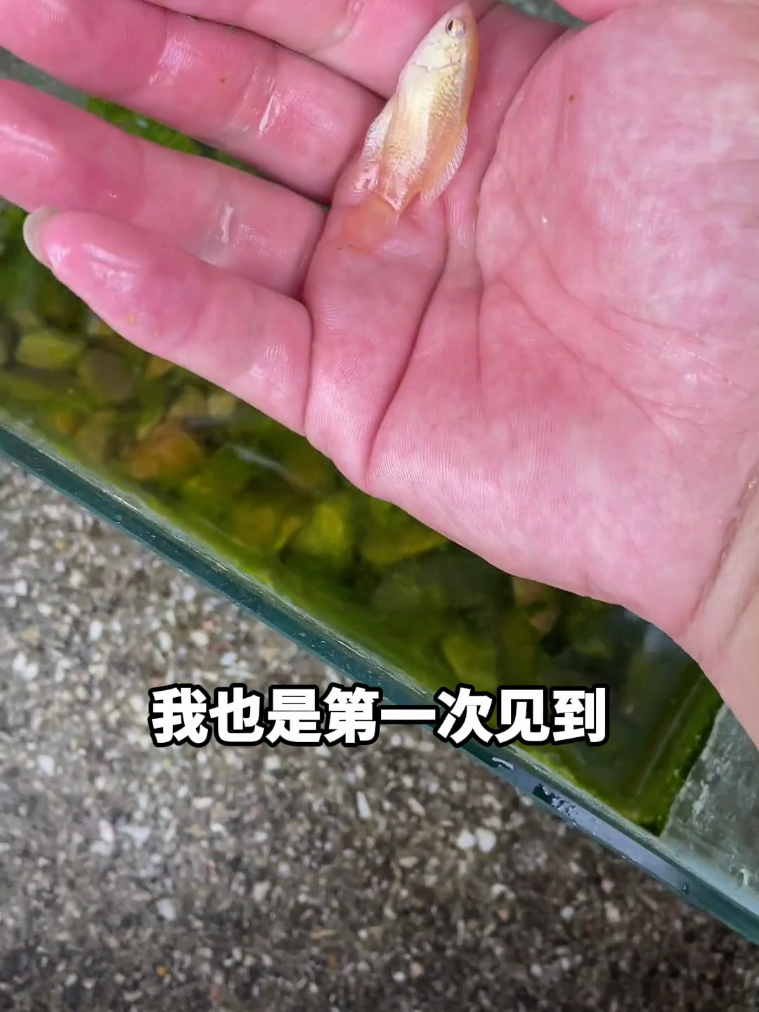 斗鱼缸的水变成绿色,里面的斗鱼还活着吗?