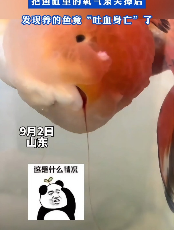 女子担心鱼吃东西会被呛到,把鱼缸里的氧气泵关掉后发现养的鱼竟“吐血身亡”了