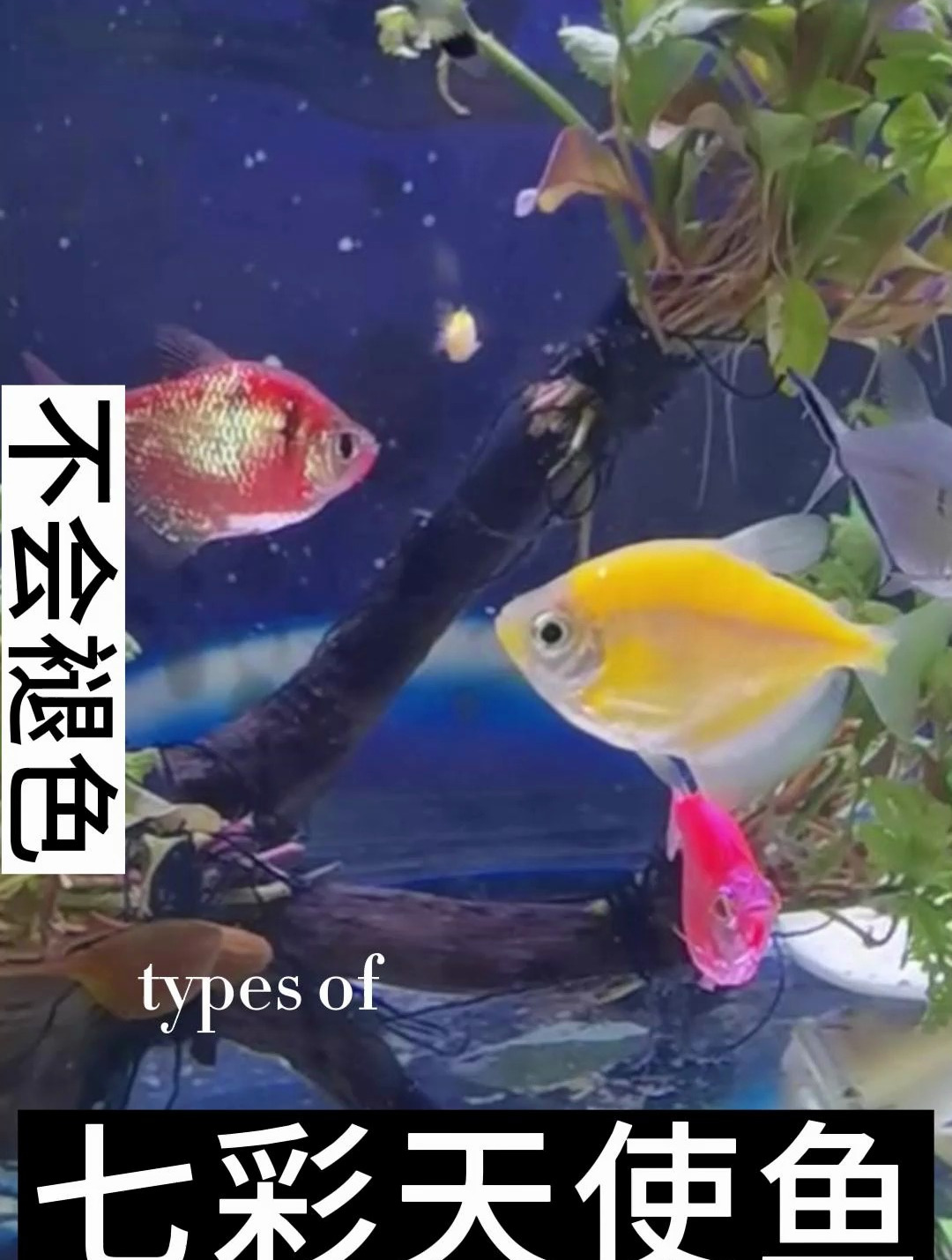 天使鱼又名灯火鱼、半身红鱼、红裙子鱼。它身体呈纺锤形