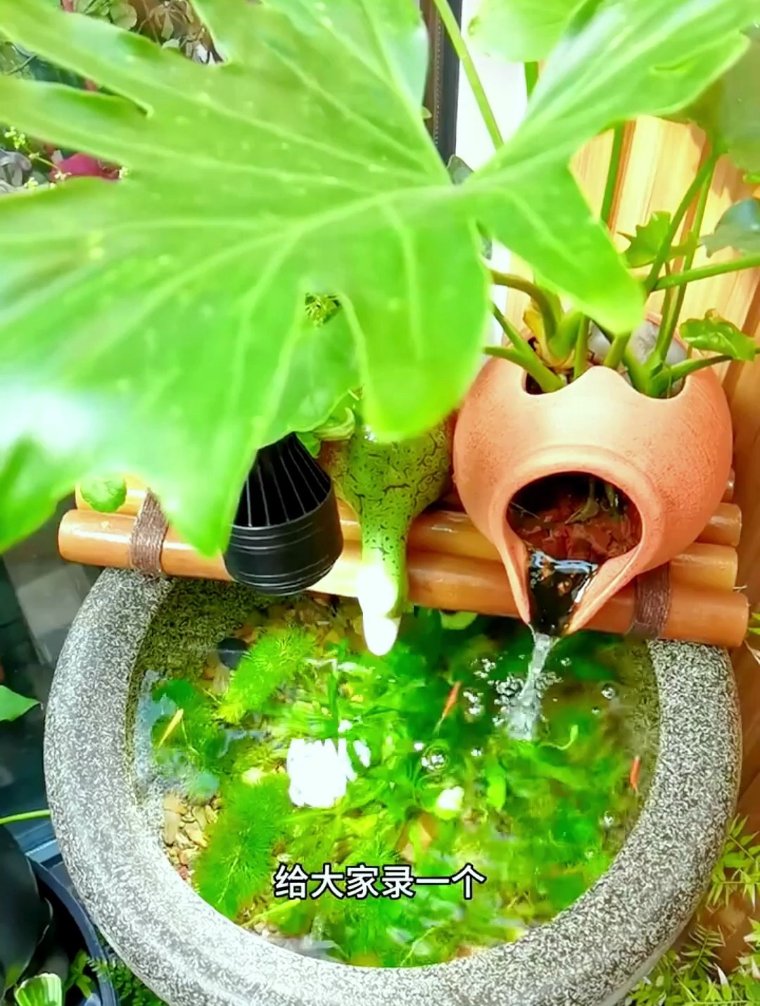 古法生态缸养鱼的原理你知道吗?不知道的你难怪养不好鱼!