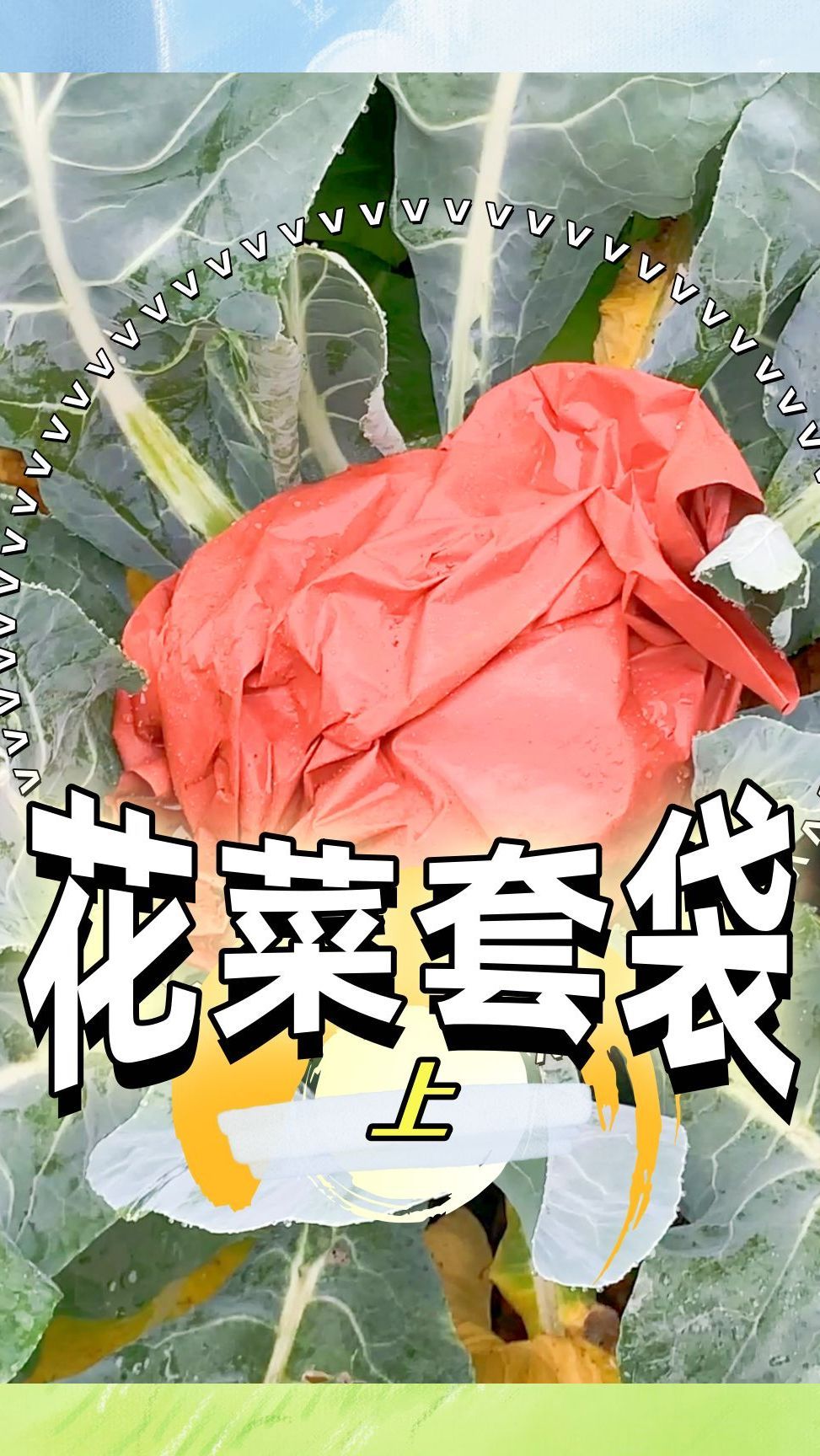 花菜套袋的作用介绍——下