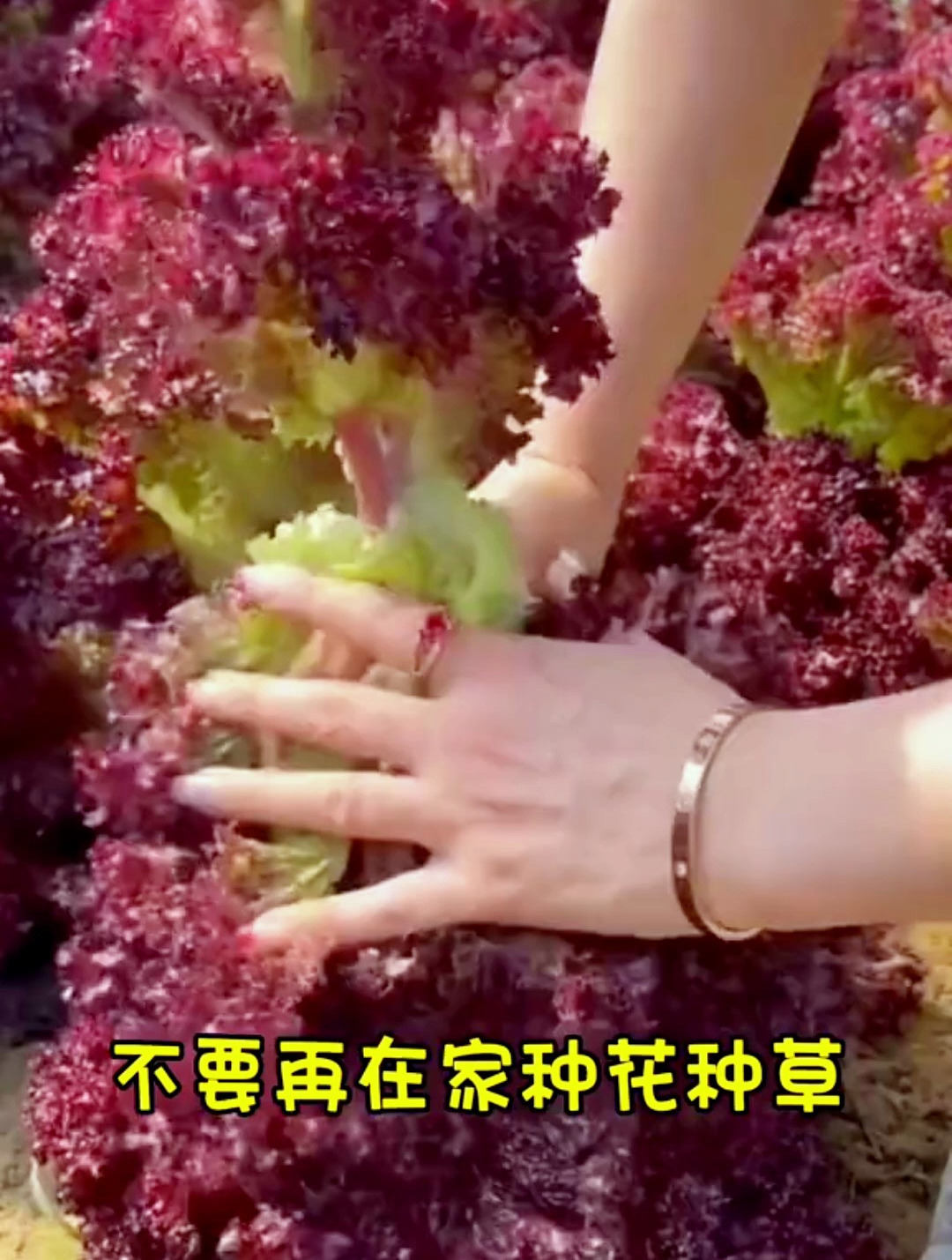 营养丰富回味甘甜的紫叶生菜,叶子吃多少掰多少,一直吃一直长!
