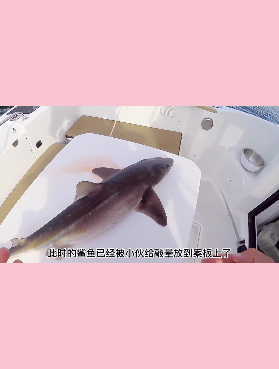鲨鱼宝宝们强烈的求生欲 感叹生命的力量是如此伟大和神奇