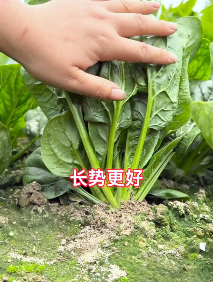 大叶菠菜和小叶菠菜哪种好?掌握3个小技巧轻松买到优质好菠菜!