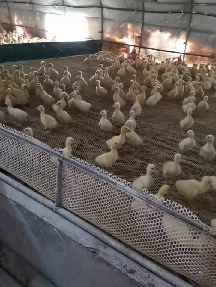 小鹅刚到家怎么喂开口水