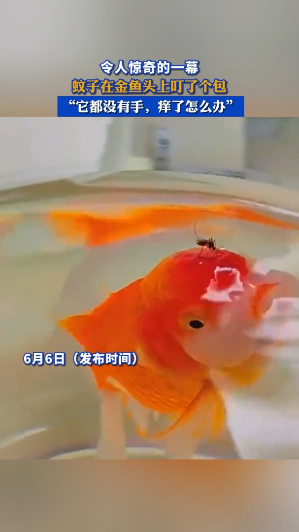 蚊子在金鱼头上叮了个包,“它都没有手,痒了怎么办”