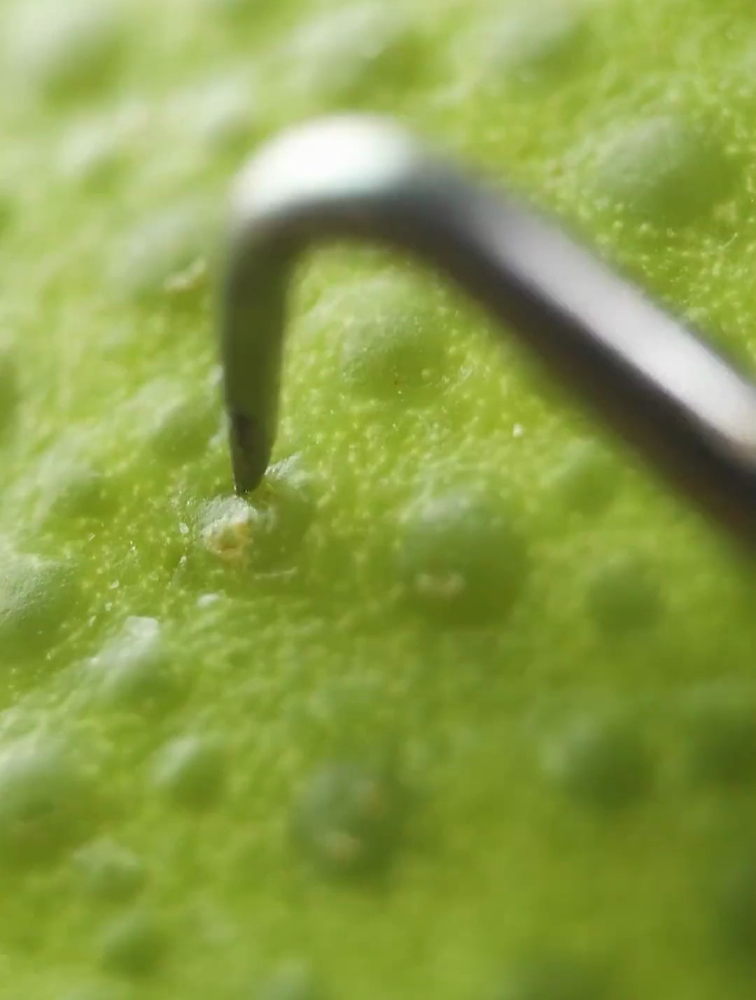 7天7夜还原濒临失传的传奇粤菜,扎破36000个柚子油苞太解压了吧