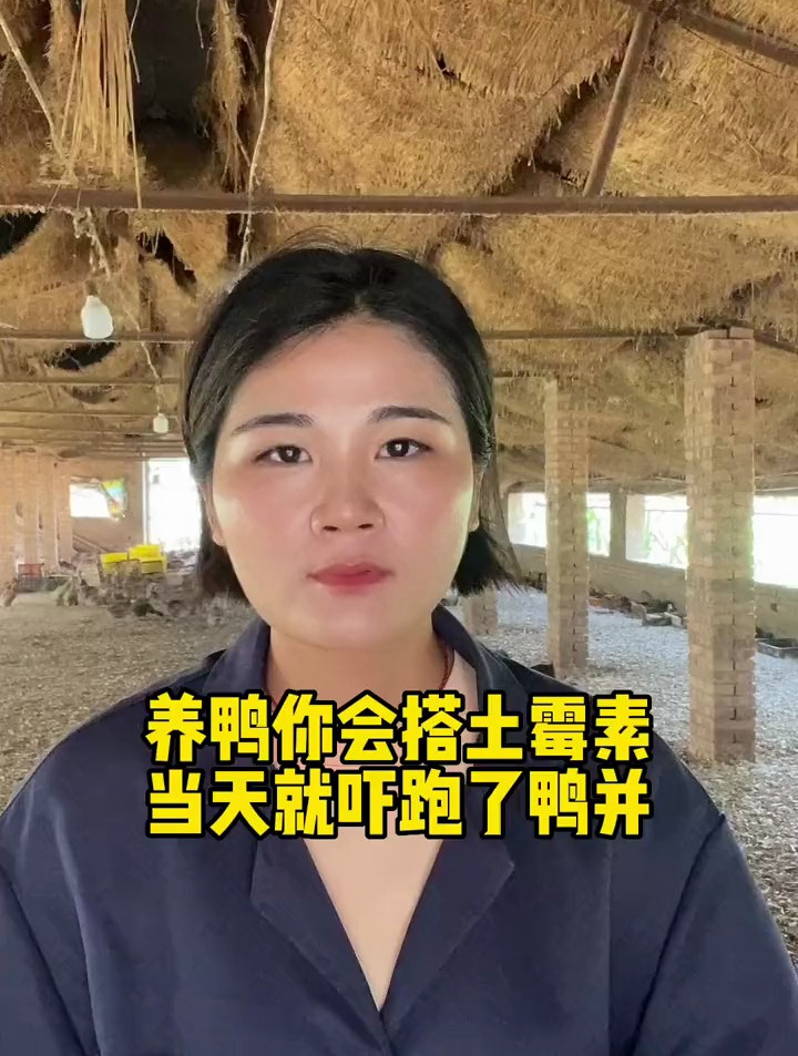 养鸭你会搭土霉素,当天就吓跑了鸭子的各种问题