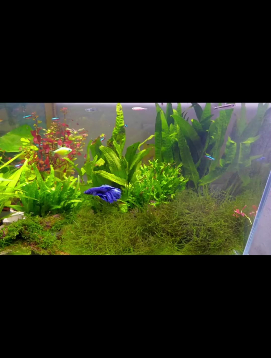 鱼缸没有二氧化碳也能养出一片草坪?这也太棒了吧!你快去试试吧