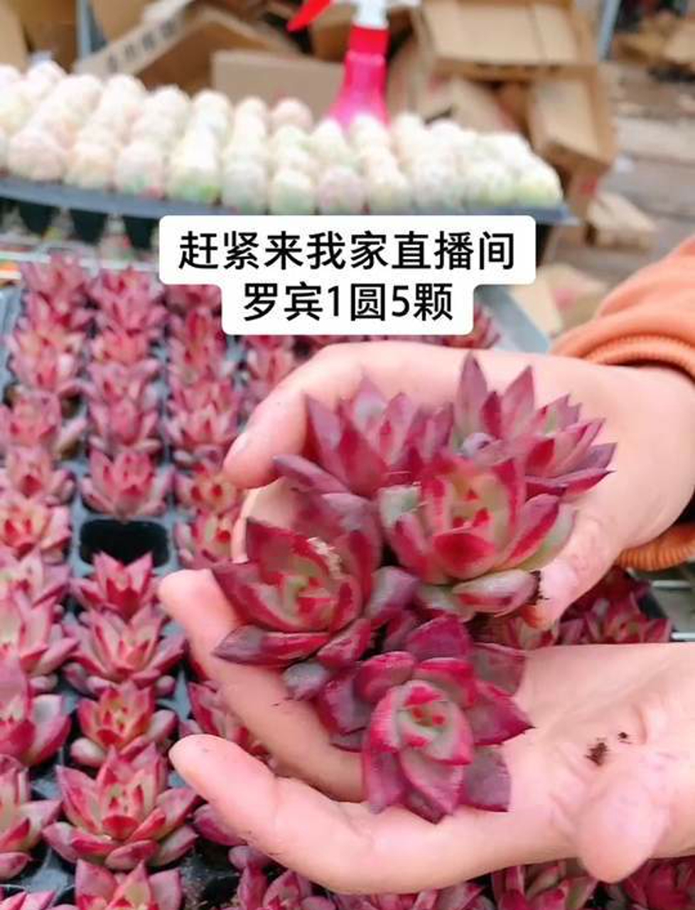 罗宾家的多肉植物,长得可真水灵!