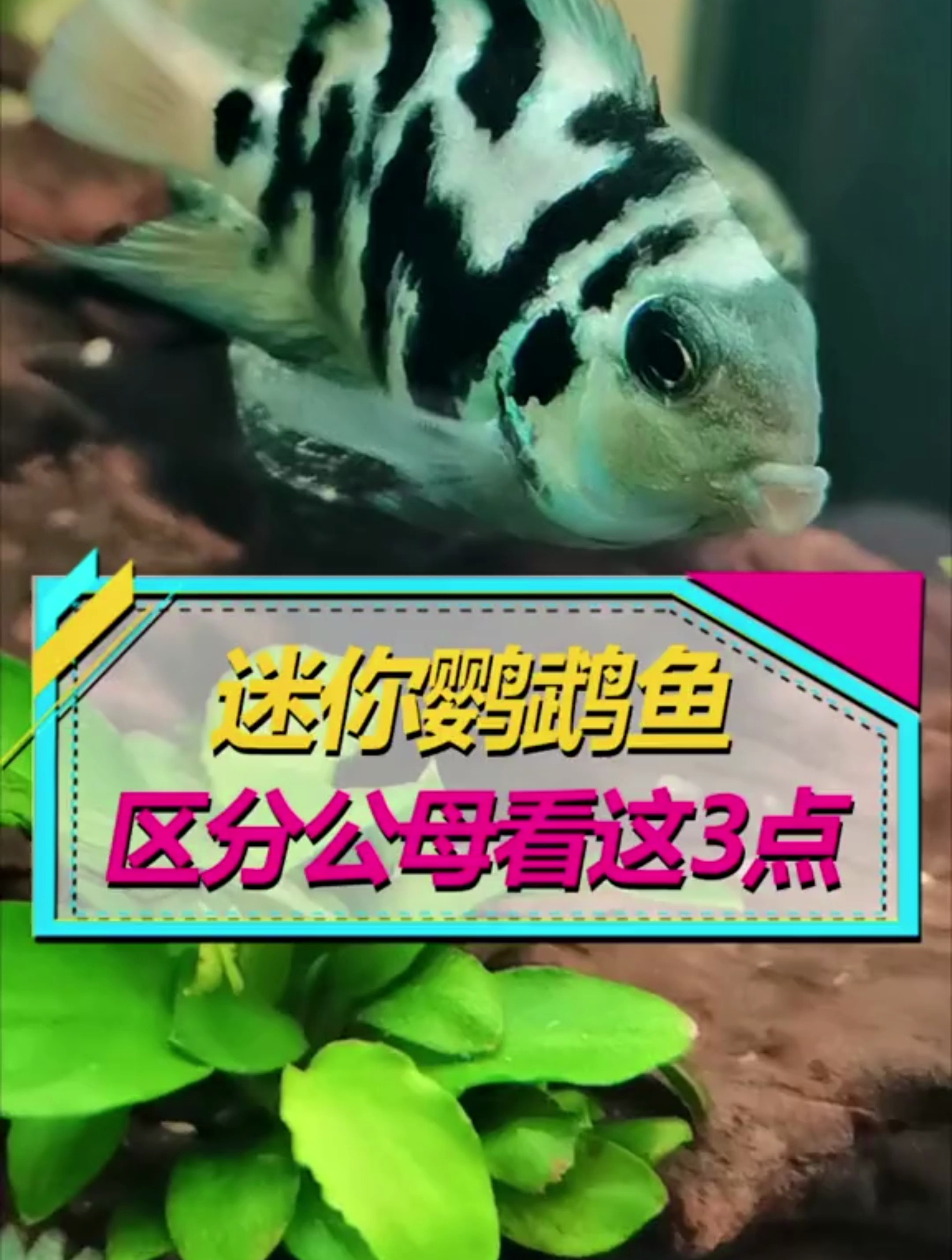 既然很多鱼友不会区分迷你鹦鹉鱼公母,那就看这3点,您学会了嘛