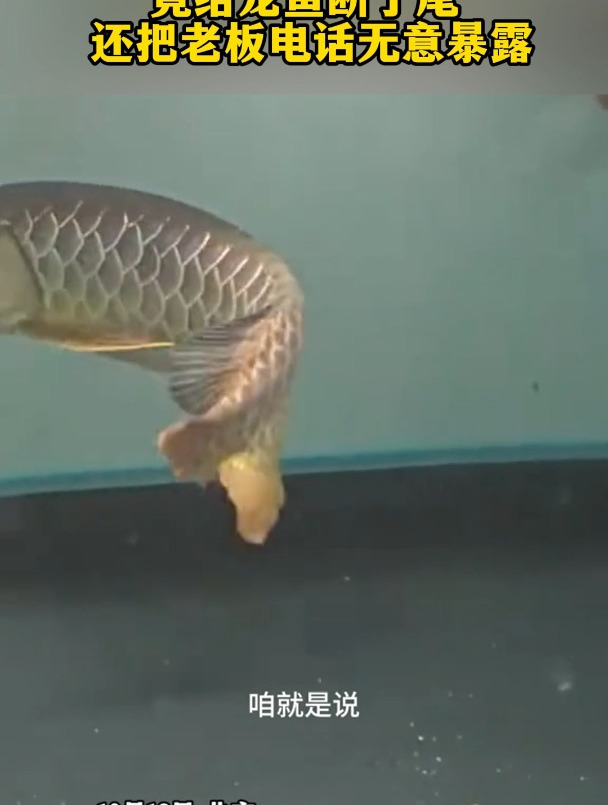 男子给老板鱼缸换个水,竟给龙鱼断了尾 还把老板电话无意暴露