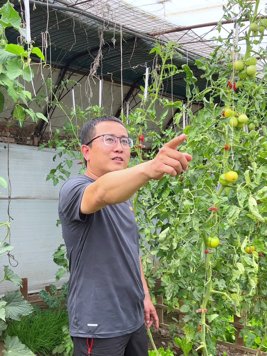 私家菜园温室的价值不只是种菜,夏天能防虫,冬天能保温